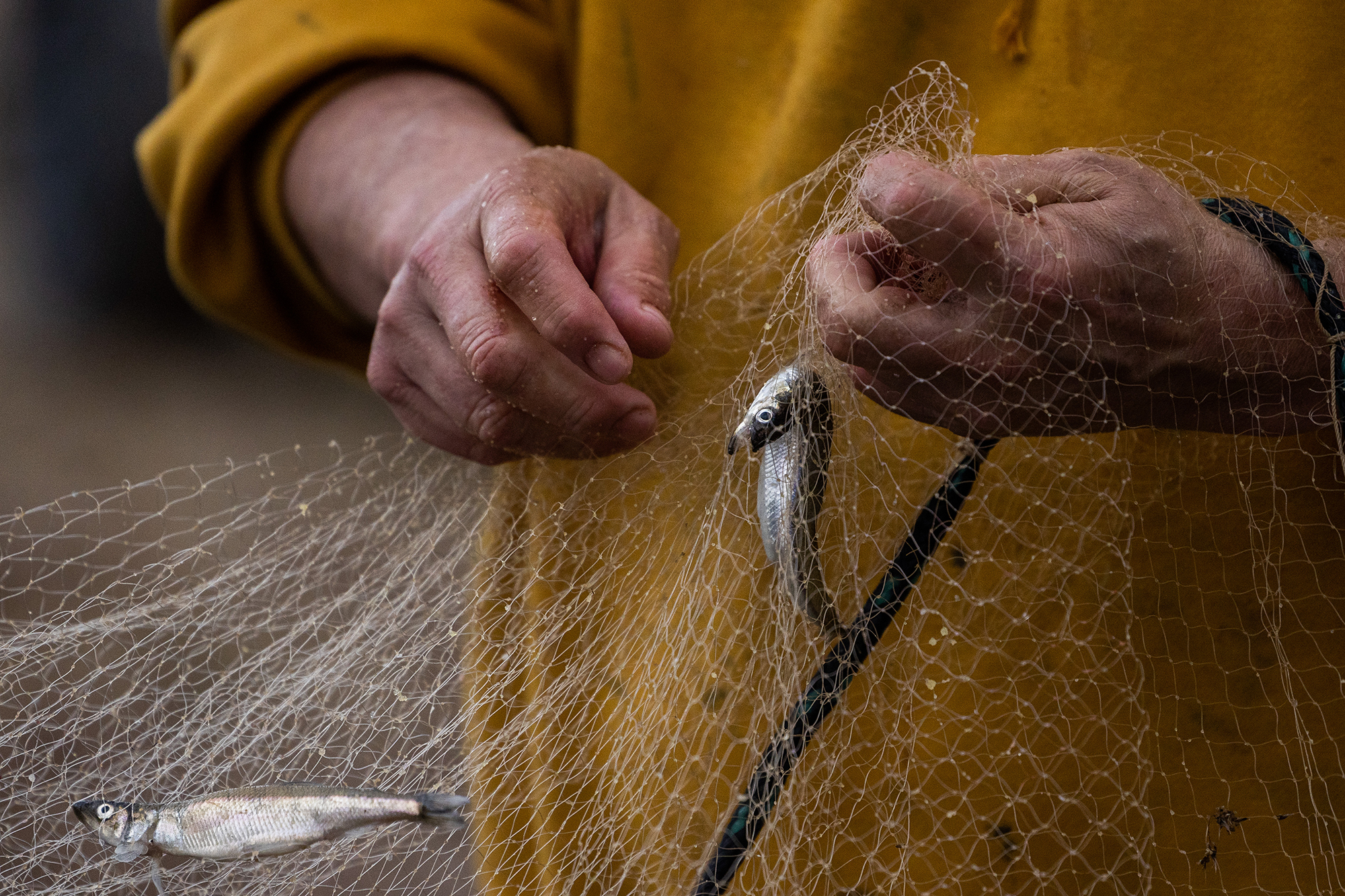 Hands detangling smelt caught in a fishing net.