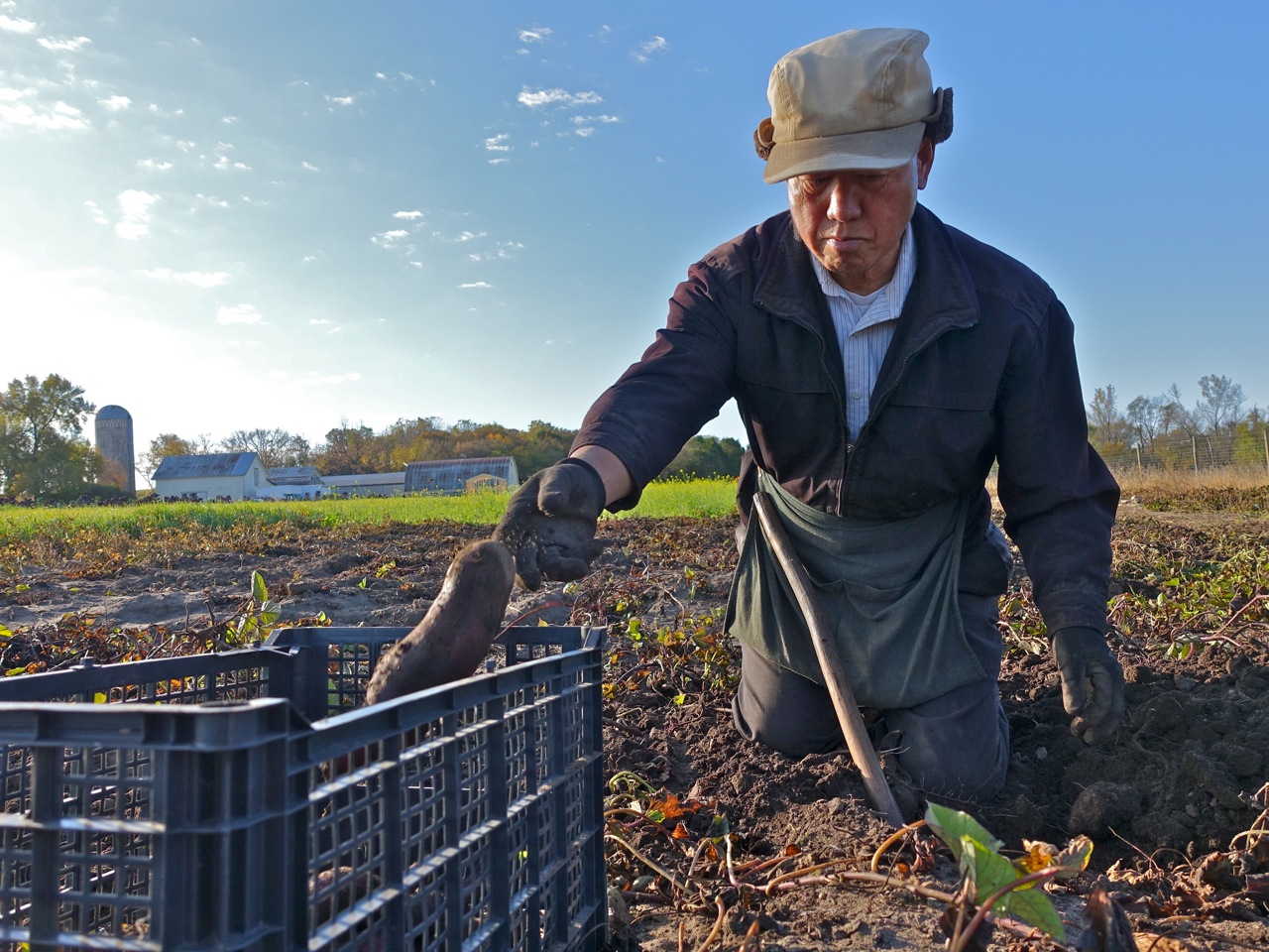 A man harvesting a potato.