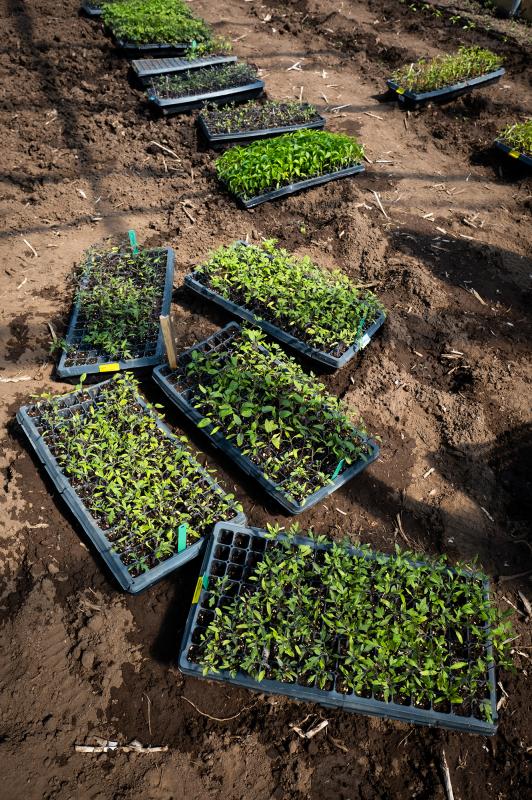 Trays of seedlings on the ground.